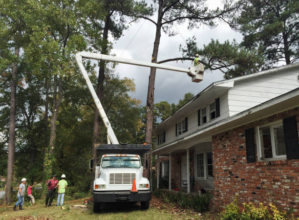 Best Storm Damage Tree Cleanup  in Victory Lakes, NJ